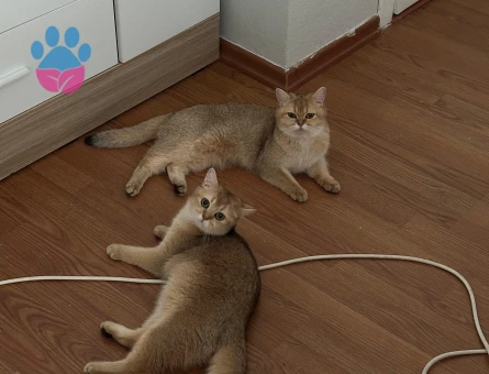 British Shorthair Golden Kedime Aynı Cins Golden Renk Eş Arıyorum