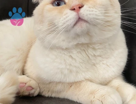 Scottish Fold Oğluma Eş Arıyorum