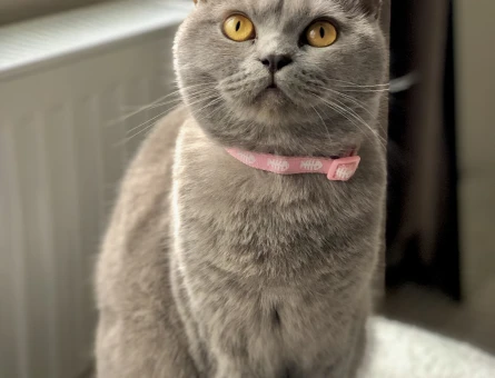 british shorthair - 118973933