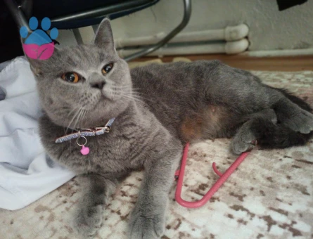 British Shorthair Dişi kedime eş