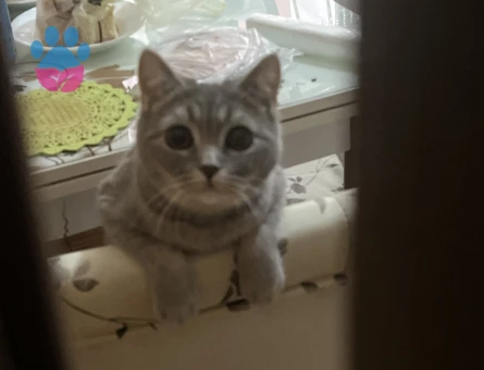 alice kızıma erkek eş arıyorum