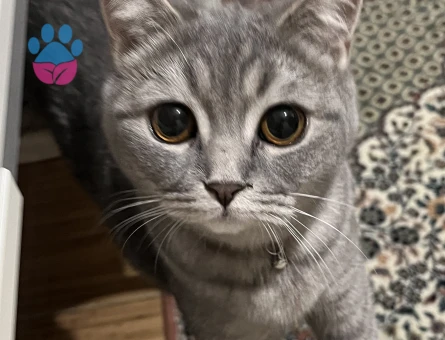 alice kızıma erkek eş arıyorum