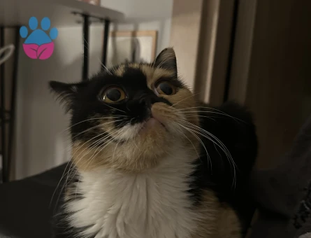 Kızıma eş arıyorum