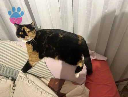 Kızıma eş arıyorum