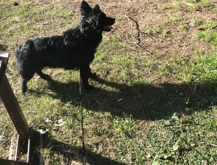 Dişi köpeğime eş arıyorum - 118973945