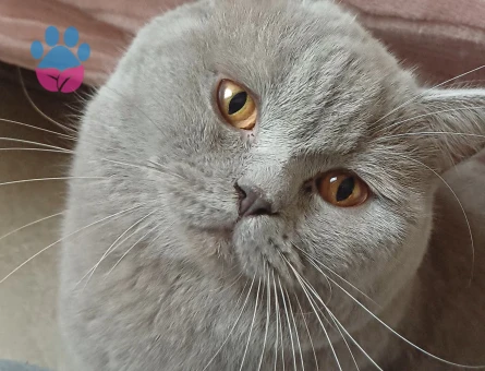 British Shorthair Lilac