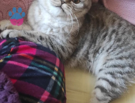 Kızıma iyi bir damat adayı arıyorum