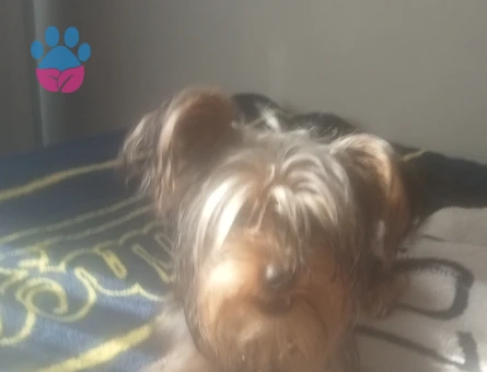 Yorkshire Terrier 1 Yaşında Eş Arıyor