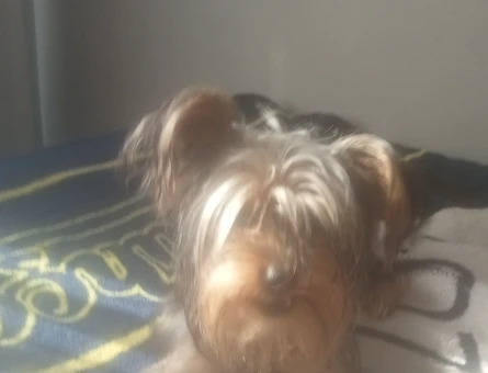 Yorkshire Terrier 1 Yaşında Eş Arıyor - 118981639