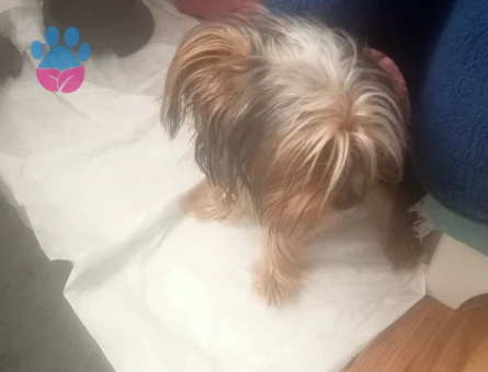 Yorkshire Terrier 1 Yaşında Eş Arıyor