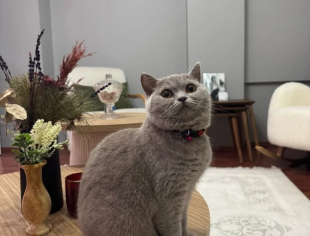 British Shorthair 1 Yaşında Eş Arıyoruz - 118981644