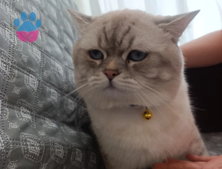 British Shorthair bluepoint dişi arıyoruz