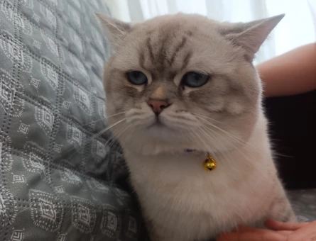 British Shorthair bluepoint dişi arıyoruz - 118981646