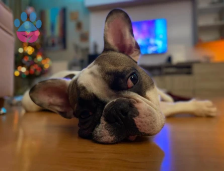 French Bulldog 5 Yaşında Eş Arıyor