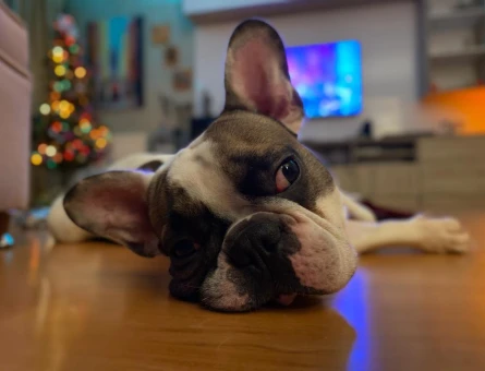 French Bulldog 5 Yaşında Eş Arıyor - 118981648