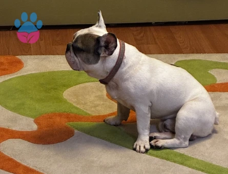 French Bulldog 5 Yaşında Eş Arıyor