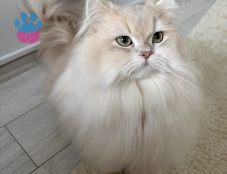 Şecereli Blue Golden Shaded (Ay12) Oğluma Gelin Arıyoruz