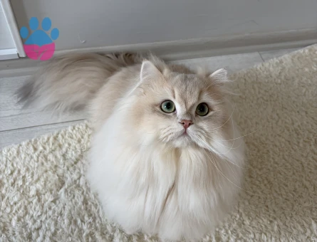 Şecereli Blue Golden Shaded (Ay12) Oğluma Gelin Arıyoruz