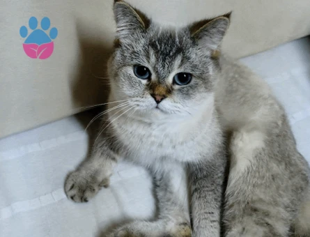 Kızıma Beyaz erkek british eş arıyorum