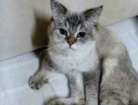 British Shorthair Kızıma eş arıyorum - 118981659