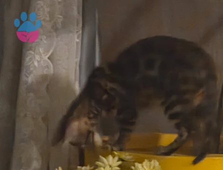 Bengal Kızımıza Eş Arıyorum