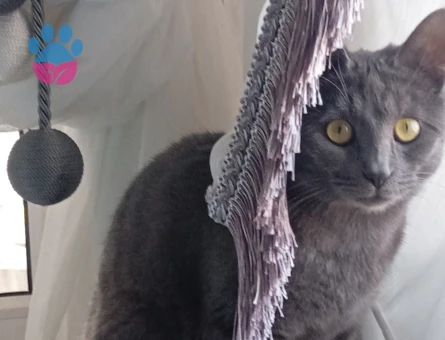 British Shorthair Kedim Yumağa eş arıyoruz