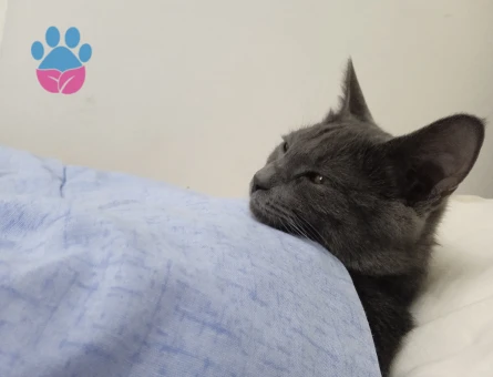British Shorthair Kedim Yumağa eş arıyoruz