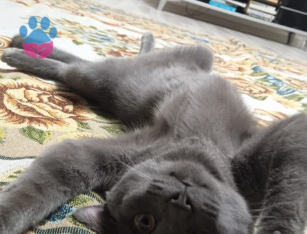 British Shorthair Kedim Yumağa eş arıyoruz