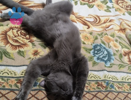British Shorthair Kedim Yumağa eş arıyoruz