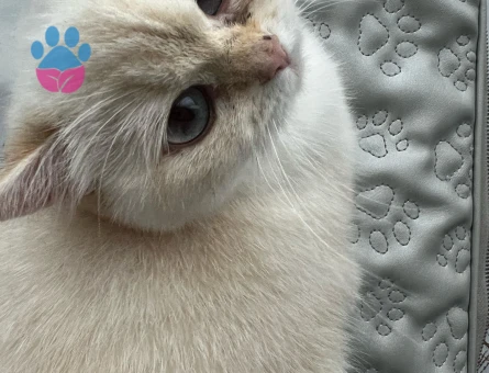 British Shorthair BY 33 kızımıza Golden British eş aramaktayız.