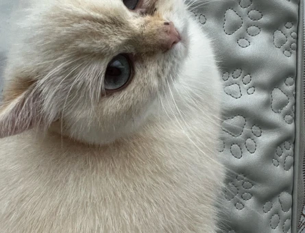 British Shorthair BY 33 kızımıza Golden British eş aramaktayız. - 118981664