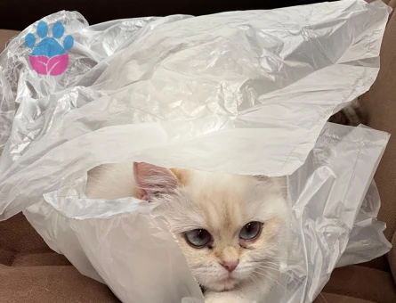 British Shorthair BY 33 kızımıza Golden British eş aramaktayız.