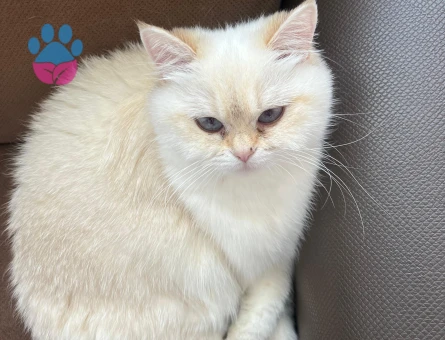 British Shorthair BY 33 kızımıza Golden British eş aramaktayız.