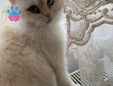 British Shorthair BY 33 kızımıza Golden British eş aramaktayız.