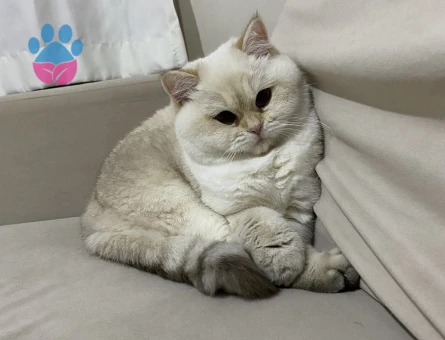 British Shorthair BY 33 kızımıza Golden British eş aramaktayız.