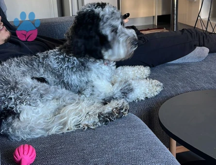 Schnauzer 2 Yaşında Kızıma Eş Arıyorum