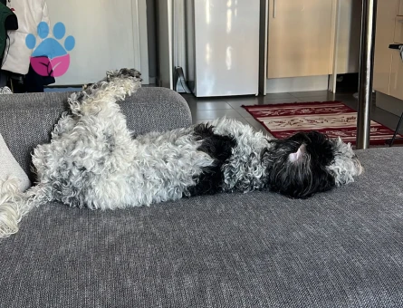 Schnauzer 2 Yaşında Kızıma Eş Arıyorum