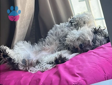 Schnauzer 2 Yaşında Kızıma Eş Arıyorum