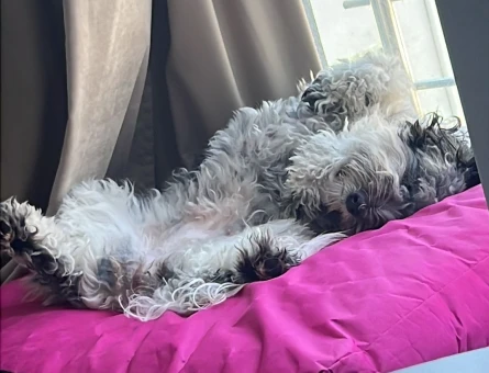 Schnauzer 2 Yaşında Kızıma Eş Arıyorum - 118981665