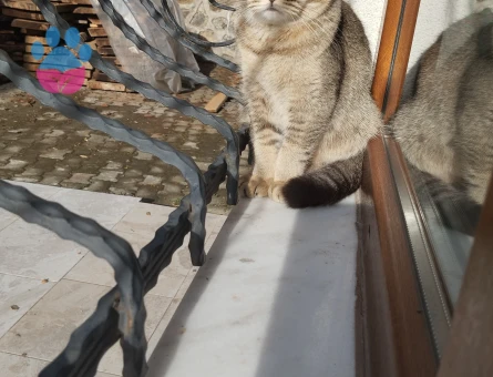 Kızgınlıkta olan prensesime prensini arıyoruz