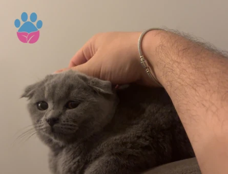 scottish Fold 1 Yaşında Kızgınlıkta