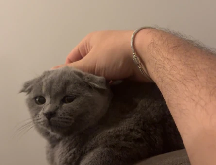 scottish Fold 1 Yaşında Kızgınlıkta - 118981668
