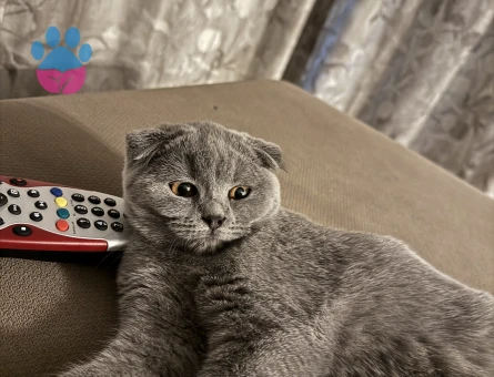 scottish Fold 1 Yaşında Kızgınlıkta