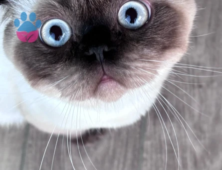 Scotttish Fold 1 Yaşında Eş Arıyorum 1 Yaşında