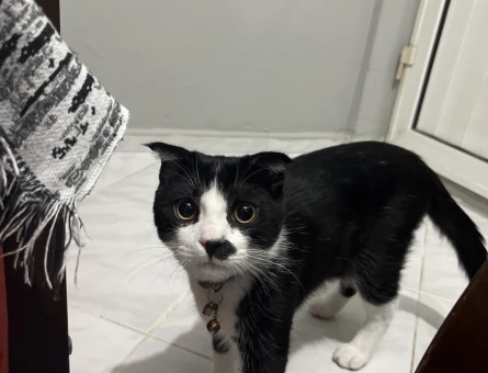 Kırma scottish fold yavruma eş arıyorum - 118974805