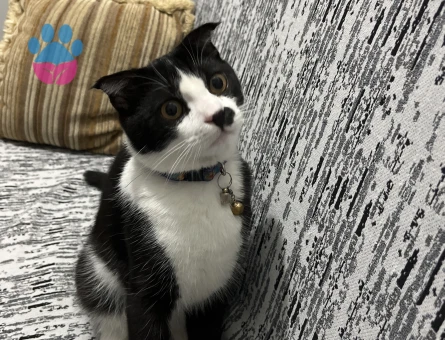 Kırma scottish fold yavruma eş arıyorum