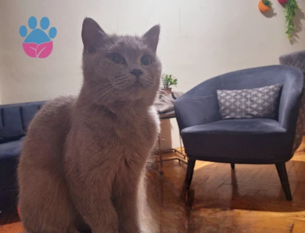 British Erkek eş aranıyor