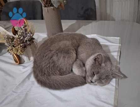 British Erkek eş aranıyor