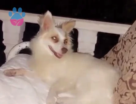 Fransız Irkı Papillon Eş Aranıyor