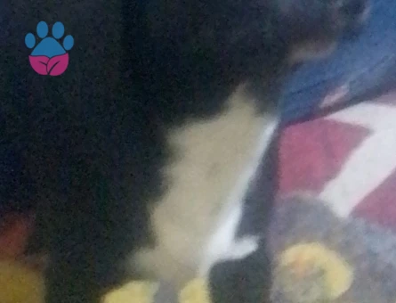 ERKEK Şivava Aşıları Tam 10 Aylık